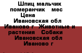 Шпиц мальчик померанчик 2 мес  › Цена ­ 18 000 - Ивановская обл., Иваново г. Животные и растения » Собаки   . Ивановская обл.,Иваново г.